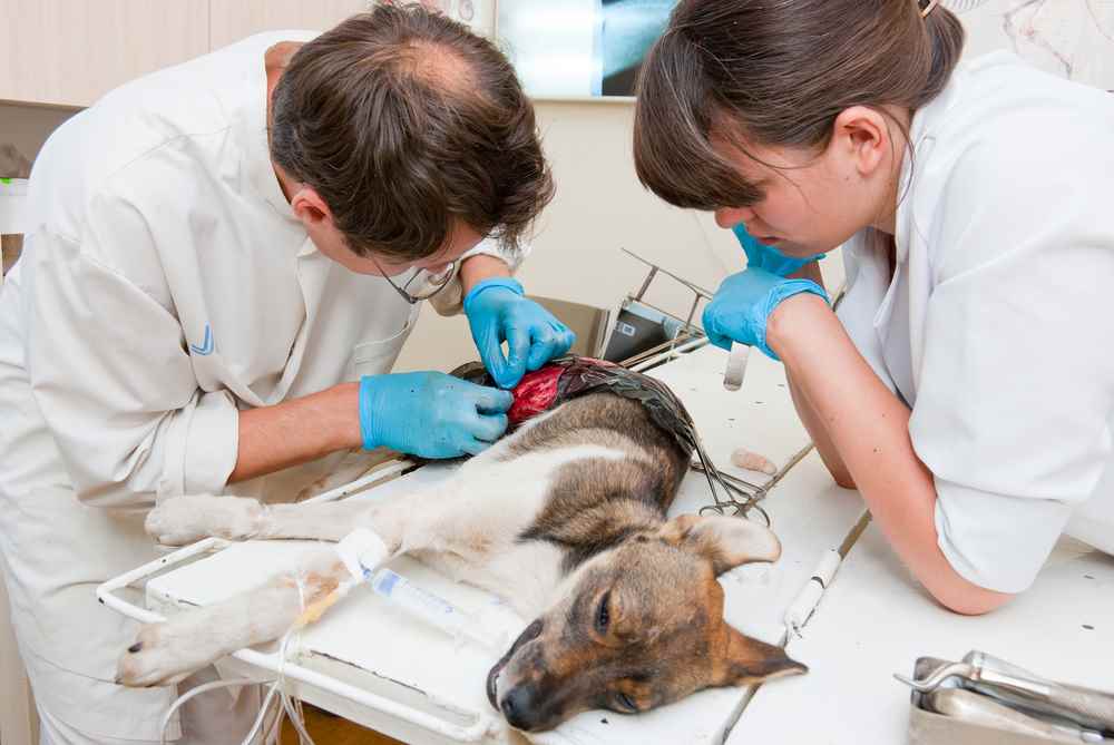 Can You Use Neosporin On Dogs? ALL The Information You Need