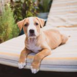 Lab Chihuahua Mix – (A.K.A Labrahuahua)