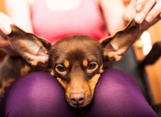 Shih Tzu Chihuahua Mix – (A.K.A Shichi Dog)