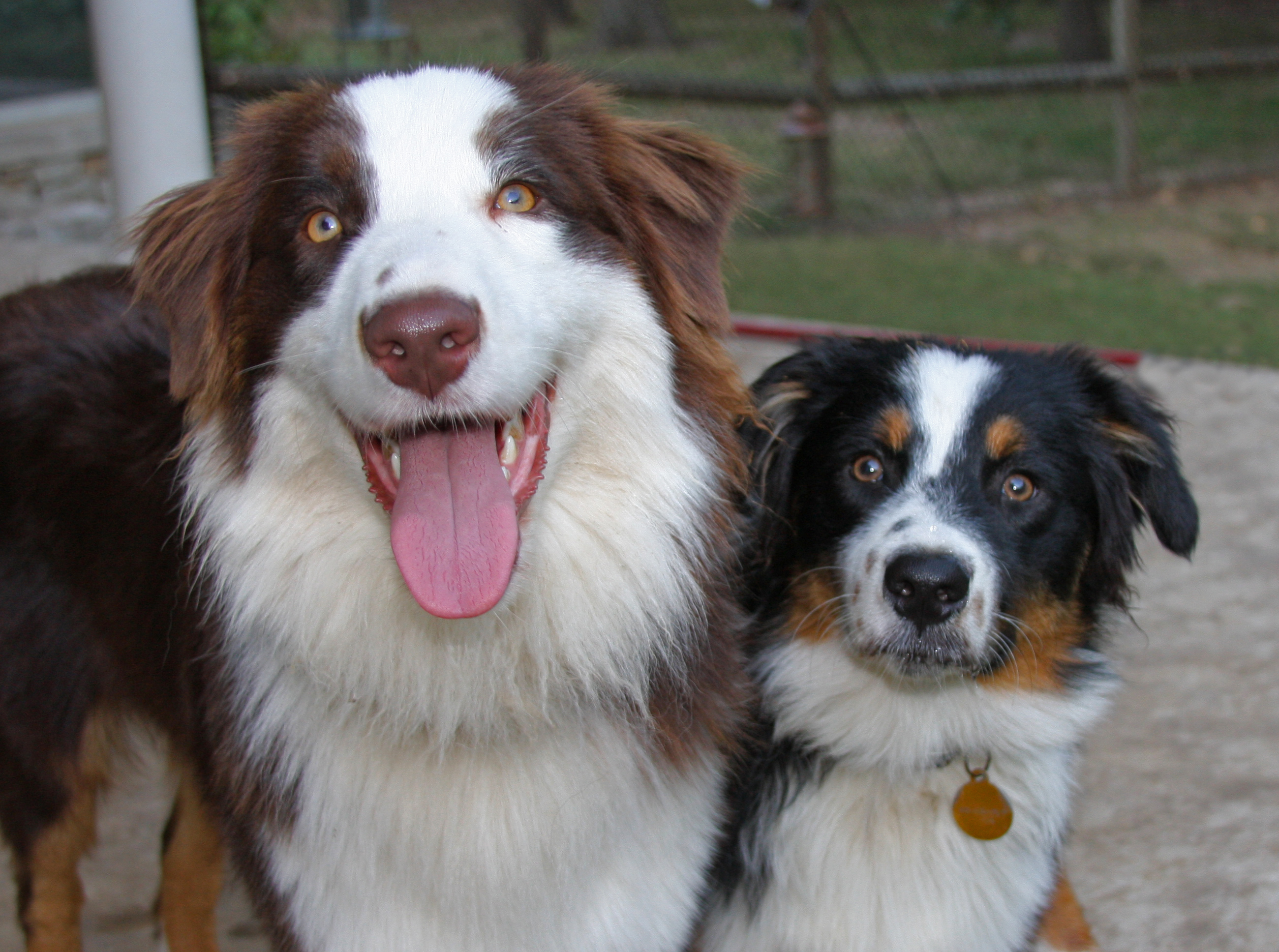 australian shepherd siberian husky