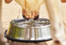 Best Dog Water Bowls For Sloppy Drinkers