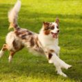 Best Probiotics For Dogs