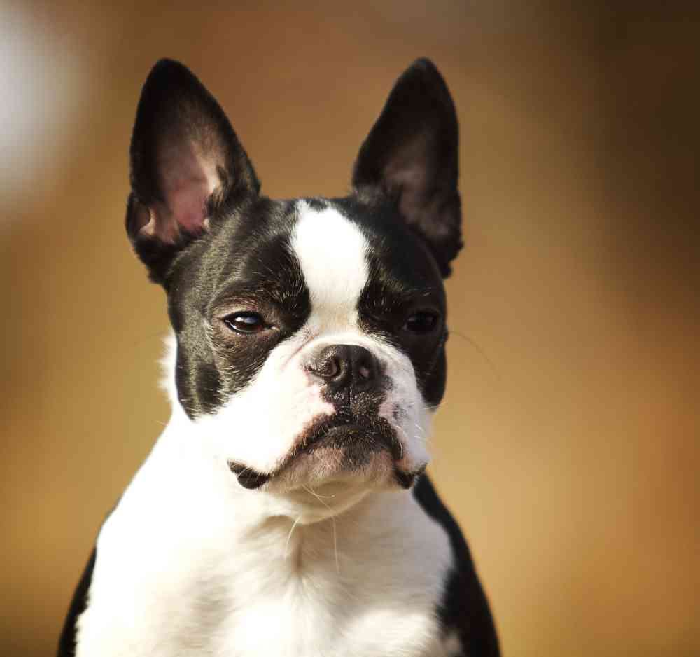 Boston Terrier French Bulldog Mix - (AKA Frenchton Dog)