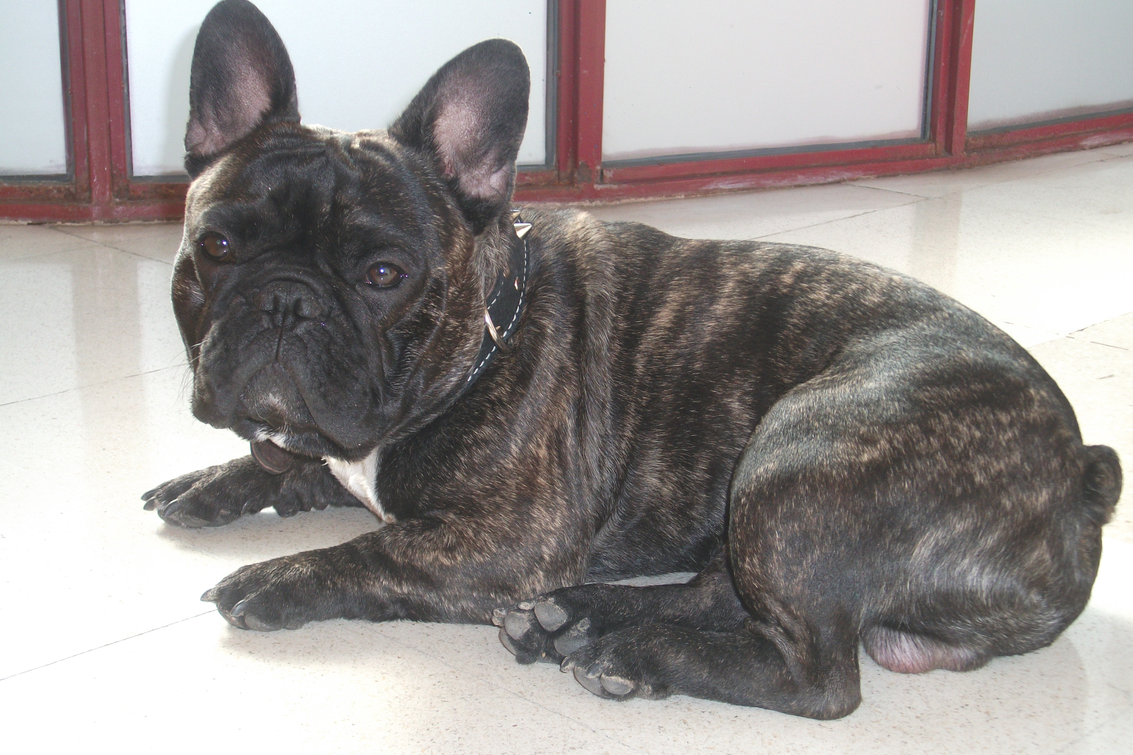 french bulldog x mastiff