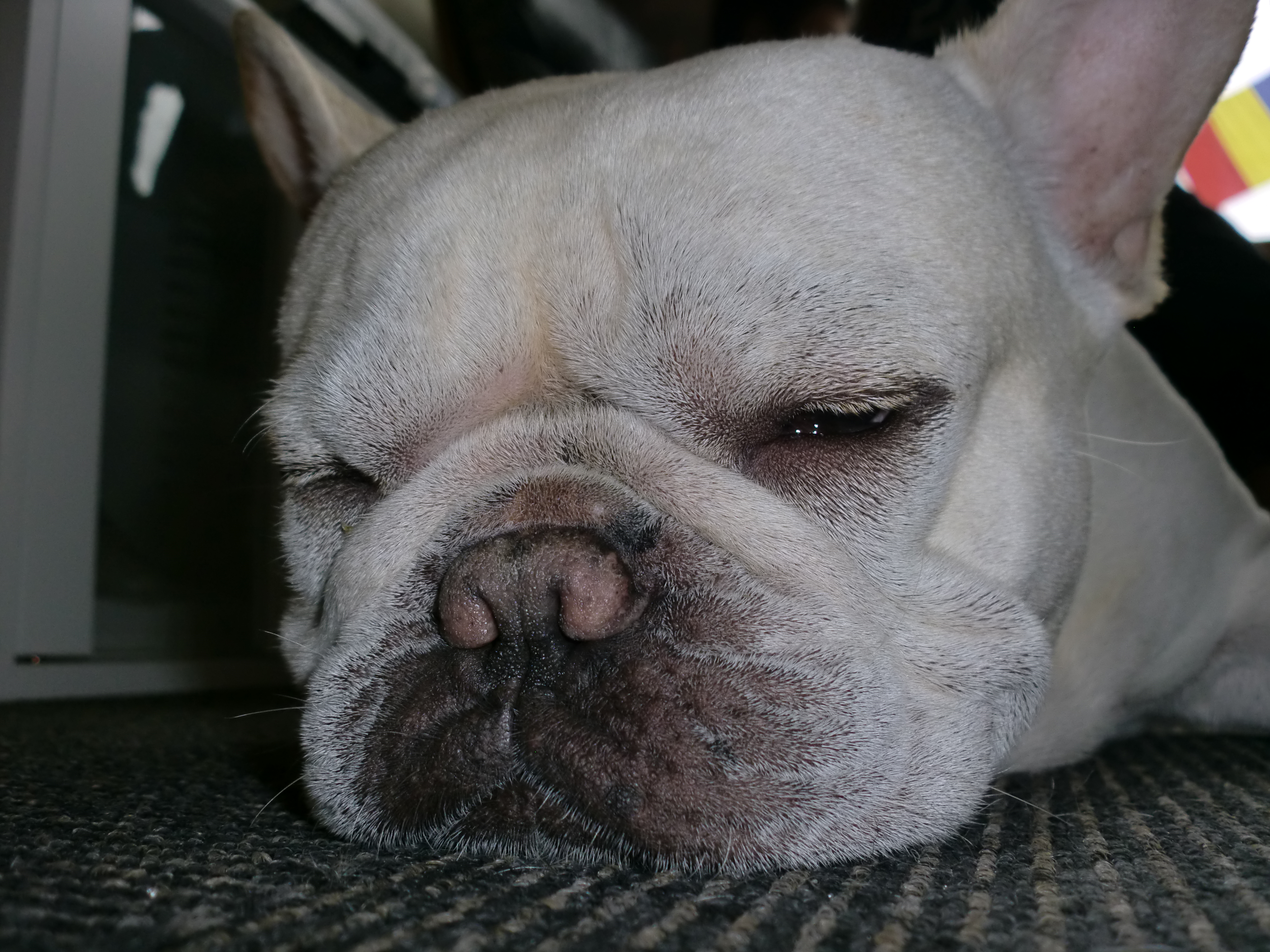 sleepy bulldog terrier