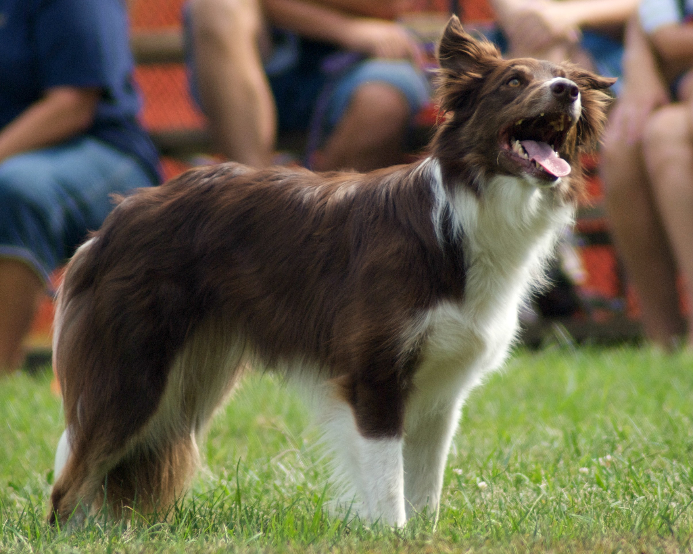 Border Collie Australian Shepherd Mix [Your Guide To