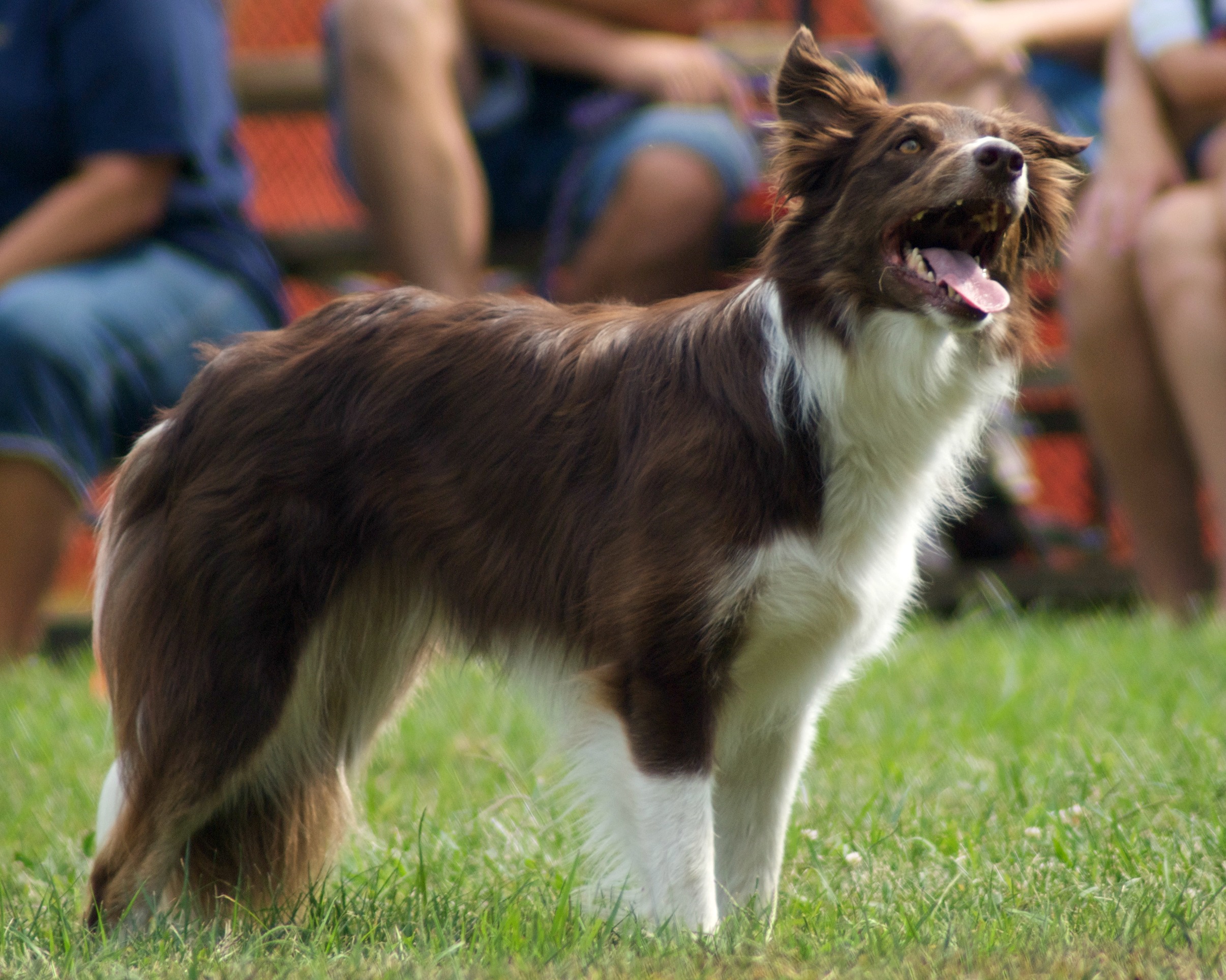 aussie border collie mix size