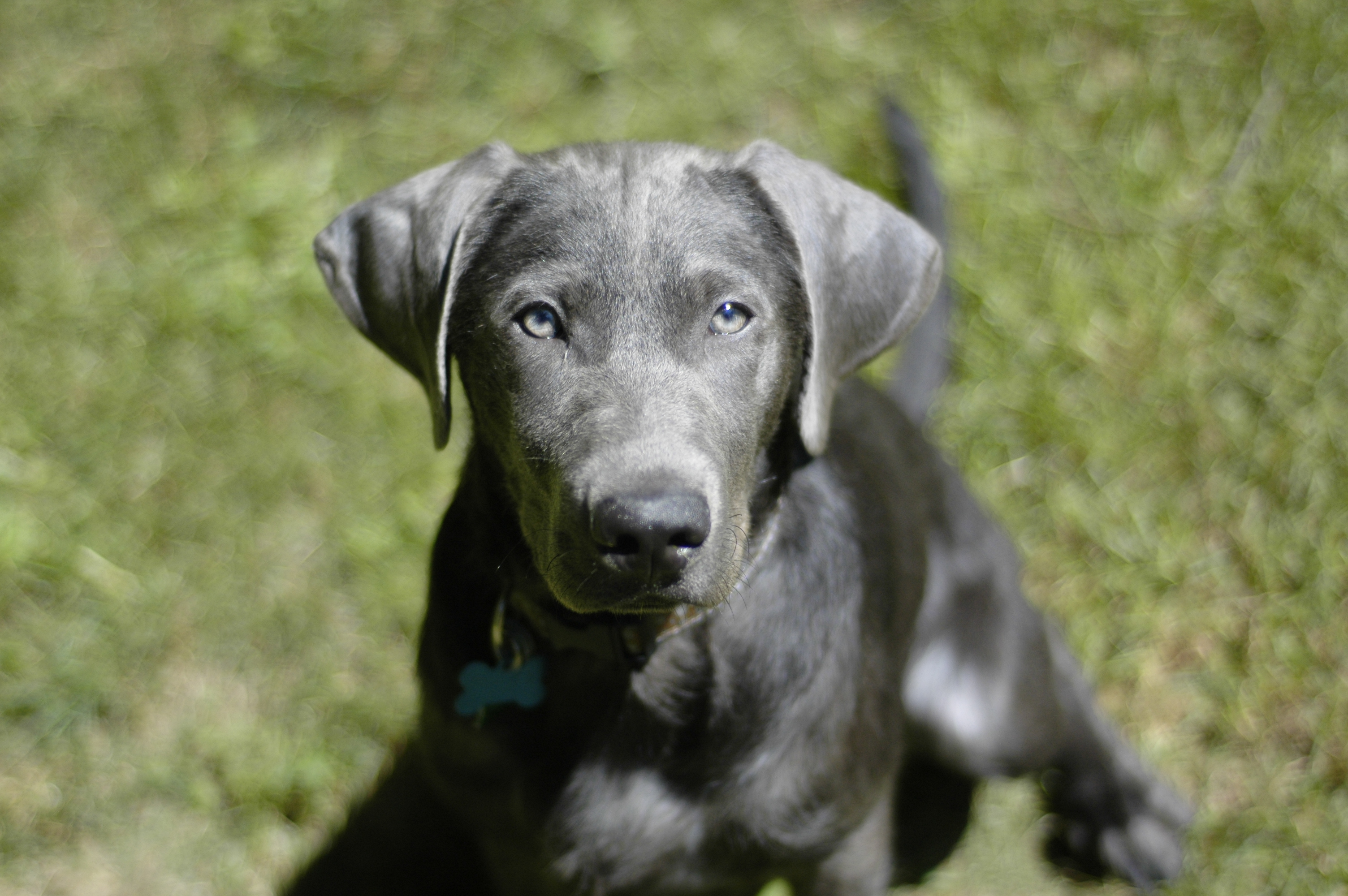 hound and black lab mix