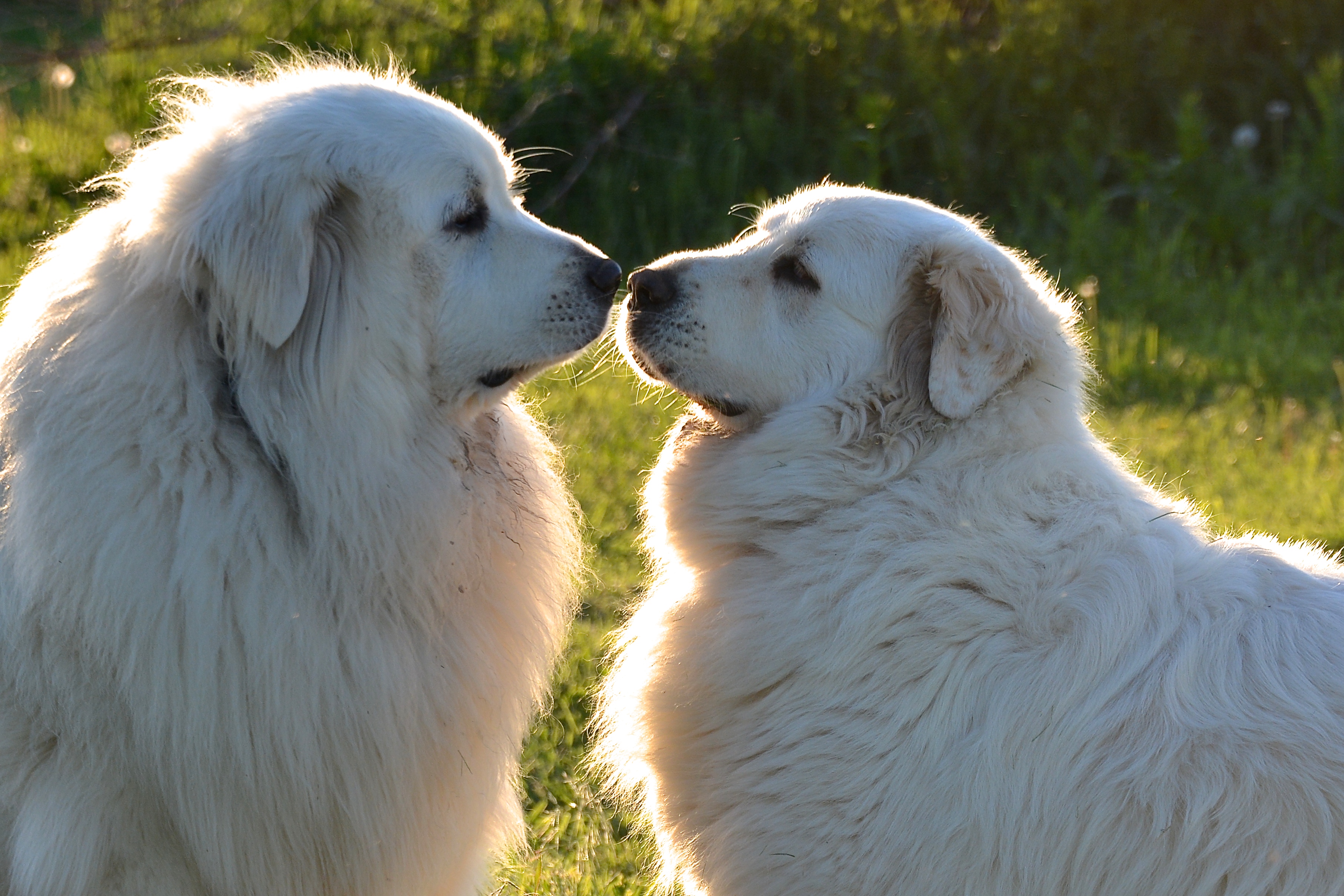 Great pyrenees lab mix hot sale size