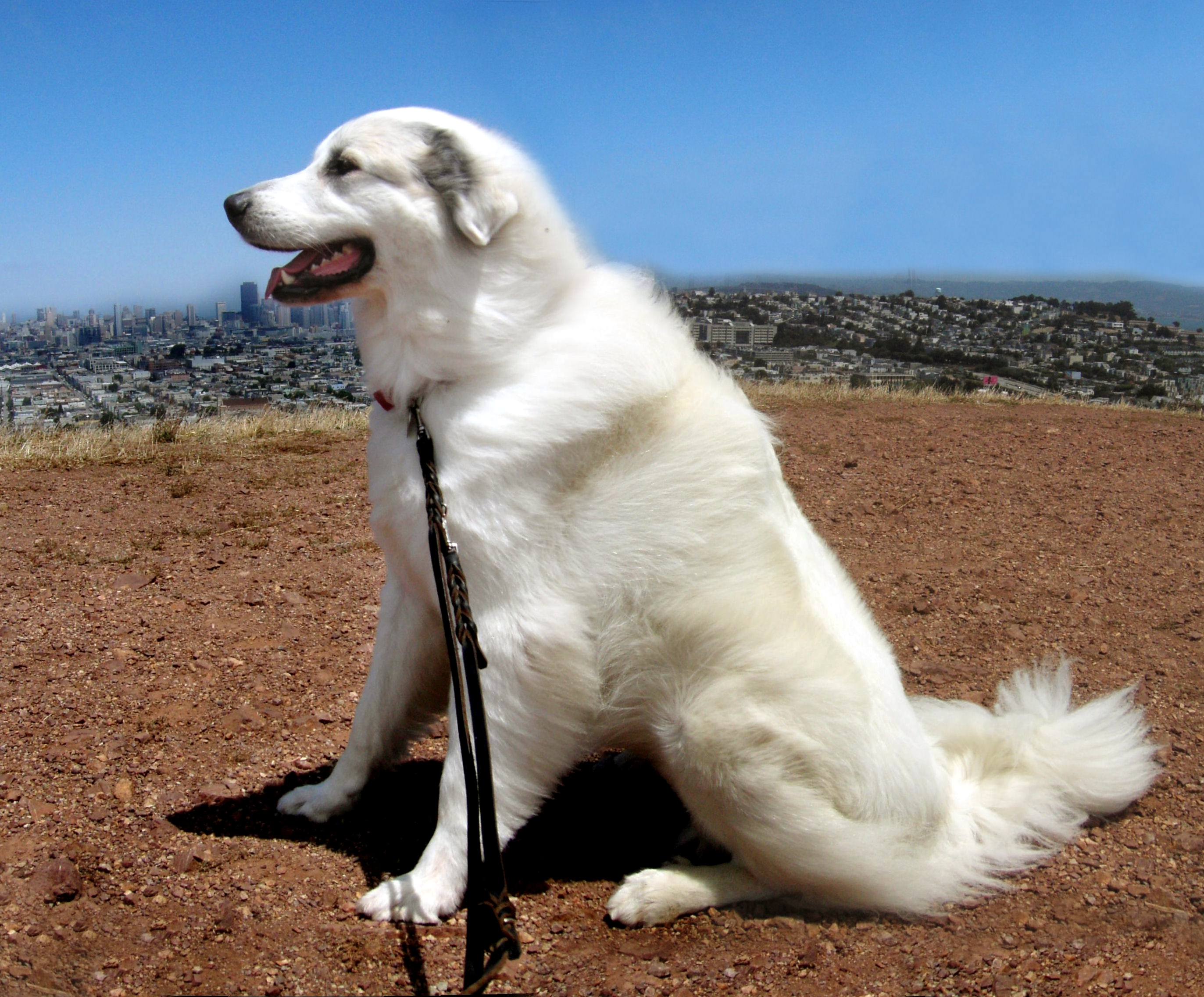 great white pyrenees lab mix