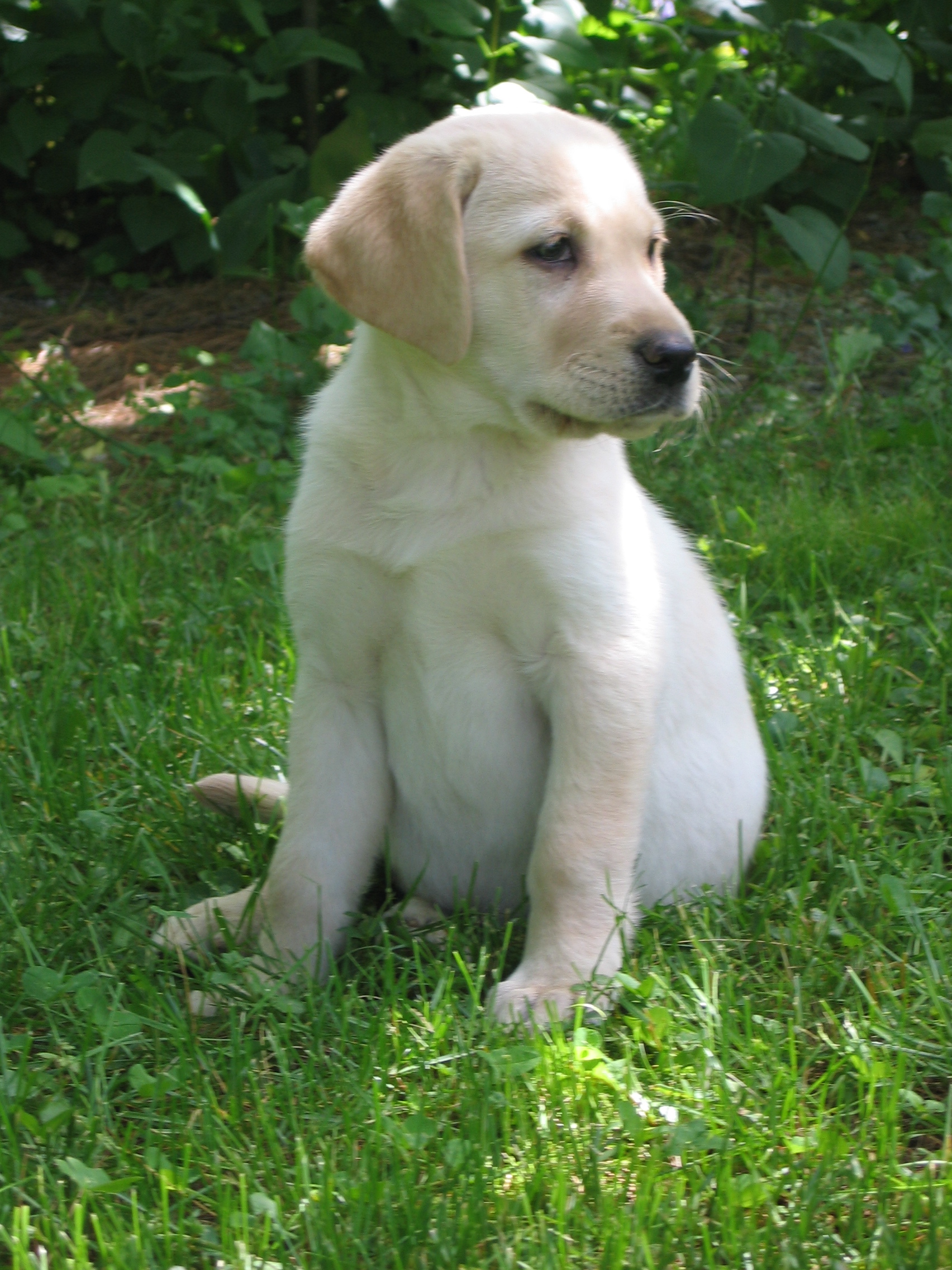 Lab and great 2024 pyrenees mix puppies