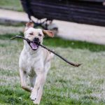 How Long Do Labradors Live? (Lifespan Expectancy) How Long Do Labradors Live (Lifespan Expectancy)