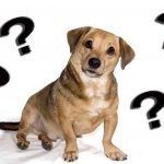 Do Dogs Have Belly Buttons? – (The Truth!) do dogs have belly buttons