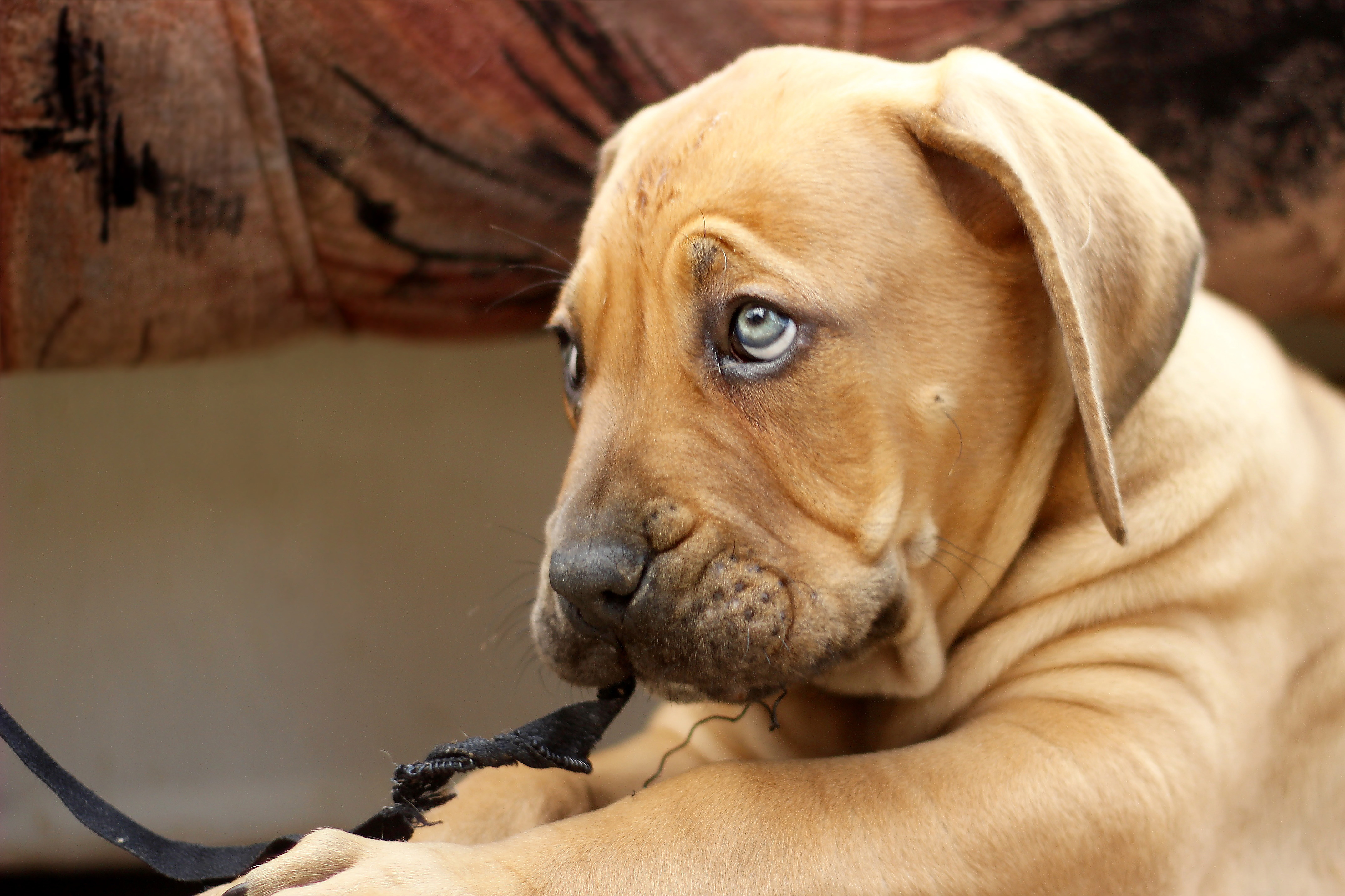 sad puppy with pretty eyes