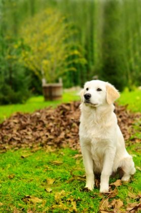 Gardening Tips to Help Keep Your Dog Safe in the Backyard - Ultimate