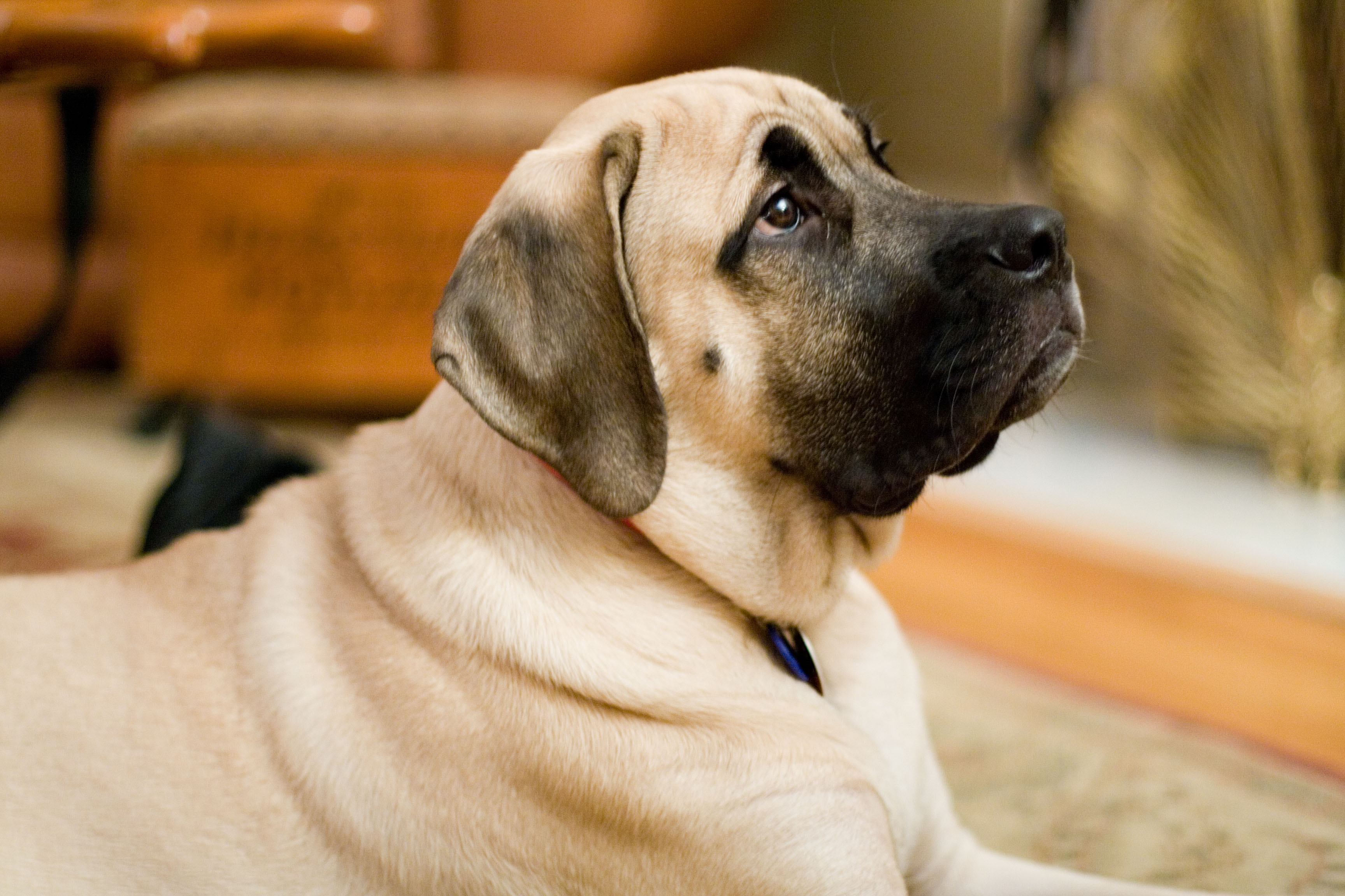 how big do lab mastiff mixes get