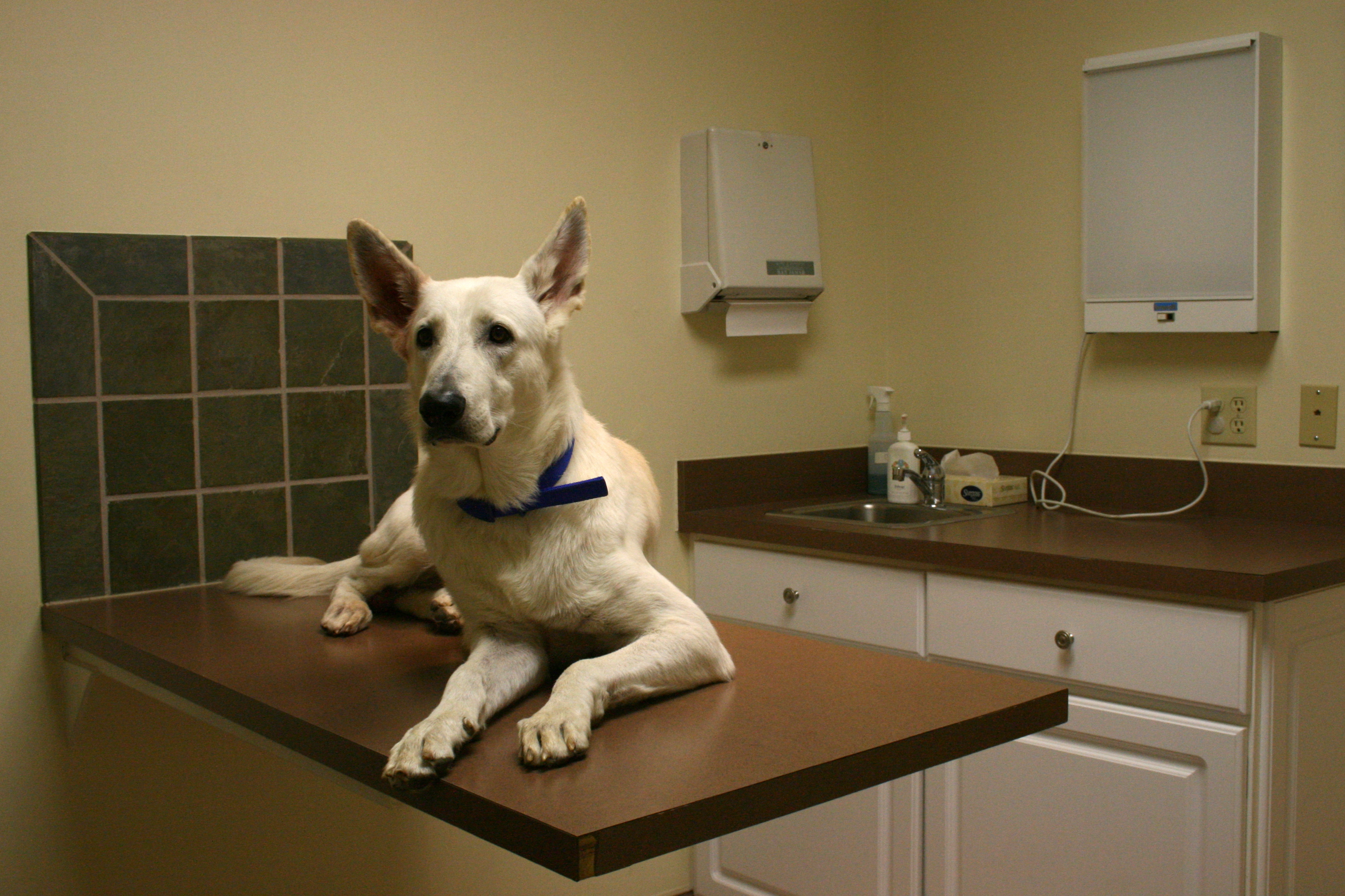 dog at vet on table