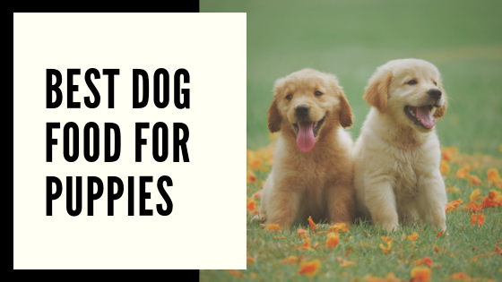 Best dog Food for Puppies Sign with two Puppies