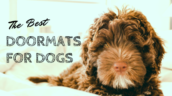 Doggie Doormats Best Doormats For Dogs In 2019 Ultimate