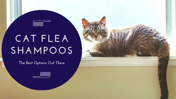 Cat Flea Shampoo