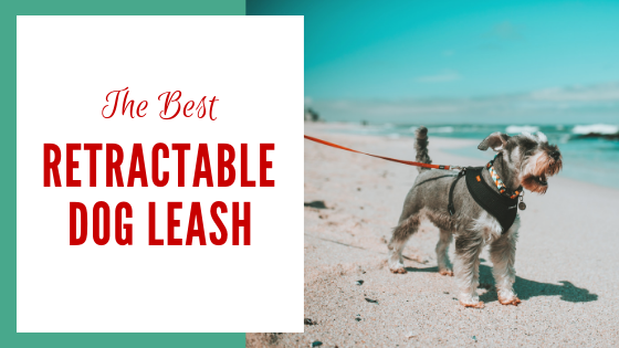 Best Retractable Dog LEash