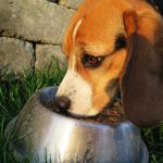 best dog food for dogs with skin allergies