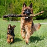 German Shepherd with stick in mouth trotting with pup